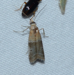 Moodna pallidostrinella