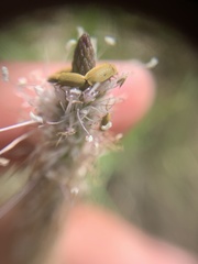 Plantago urvillei