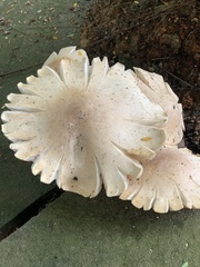 Macrocybe gigantea