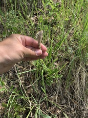 Plantago urvillei