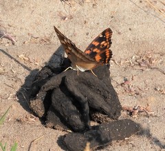 Apatura ilia
