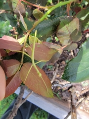 Phasmida