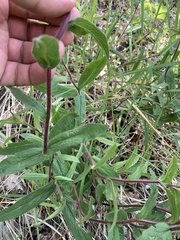 Pentanema hirtum