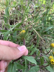 Pentanema hirtum