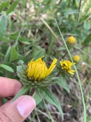 Pentanema hirtum