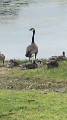 Branta canadensis