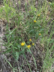 Pentanema hirtum