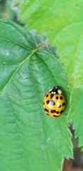 Harmonia axyridis