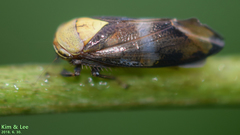 Drabescus conspicuus