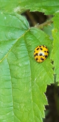 Harmonia axyridis