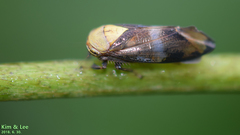 Drabescus conspicuus