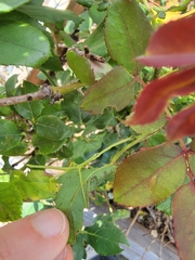 Phasmida