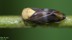 Drabescus conspicuus