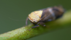 Drabescus conspicuus