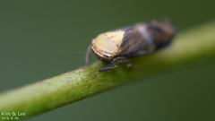Drabescus conspicuus