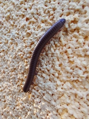 Acanthoiulus fuscipes