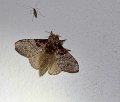 Euglyphis obliterata