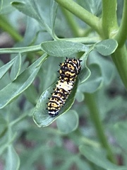 Papilio polyxenes