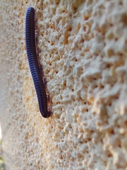 Acanthoiulus fuscipes