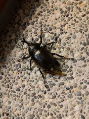 Trypoxylus dichotomus tsunobosonis