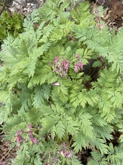 Dicentra eximia