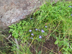Lobelia preslii