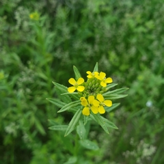 Erysimum hieraciifolium