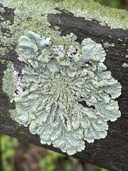 Flavoparmelia caperata