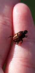 Onthophagus coenobita