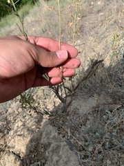 Camelina microcarpa