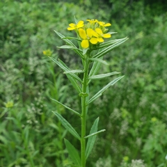 Erysimum hieraciifolium