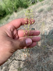 Camelina microcarpa