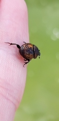 Onthophagus coenobita