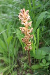 Orobanche lutea