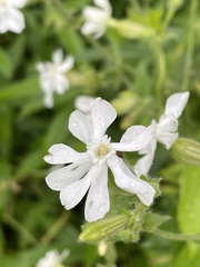 Silene latifolia