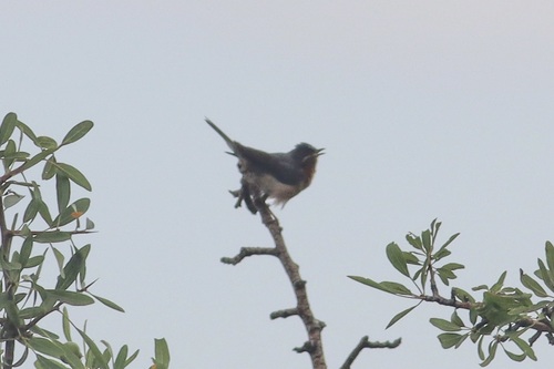 Curruca carrasqueña oriental (Curruca cantillans)