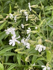 Silene latifolia
