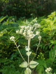 Eupatorium rotundifolium