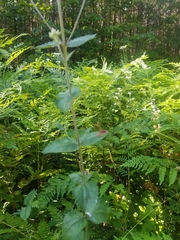 Eupatorium rotundifolium