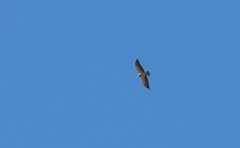 Buteo swainsoni