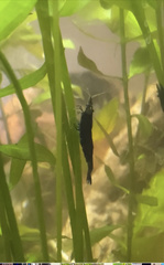 Neocaridina davidi