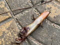 Ateuchosaurus chinensis