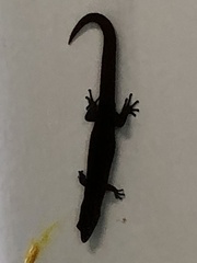 Sphaerodactylus notatus notatus