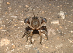 Procambarus gracilis