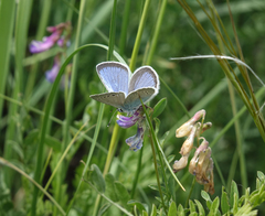 Glaucopsyche lycormas