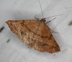 Hemeroplanis scopulepes