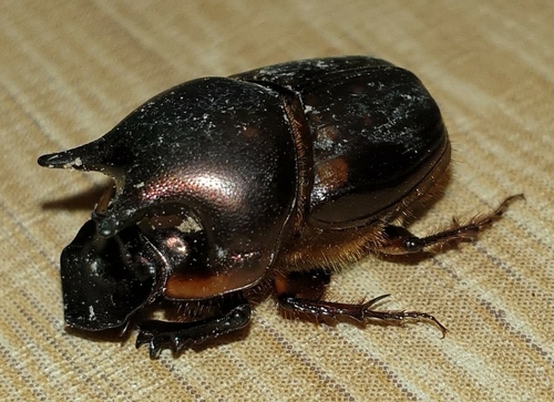 Onthophagus seniculus