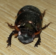 Onthophagus seniculus