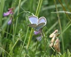 Glaucopsyche lycormas
