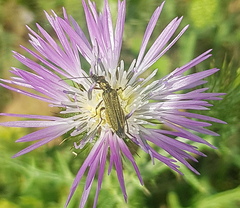 Oedemera flavipes